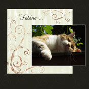 Féline