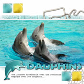 dauphins