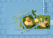 petits poussins