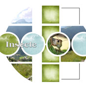 insecte