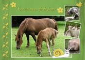 Animaux